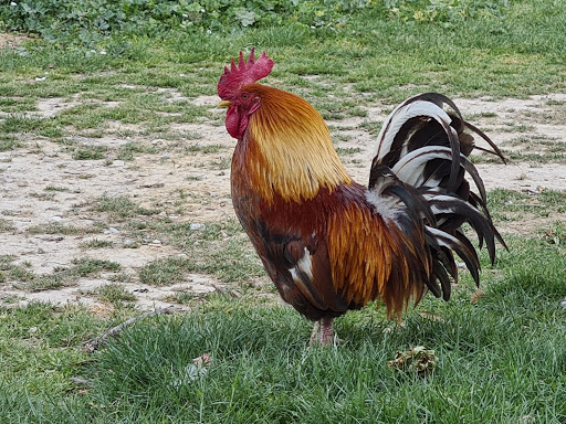 Gaec Des Jouaninels (La Frontonnaise) - Thumbnail