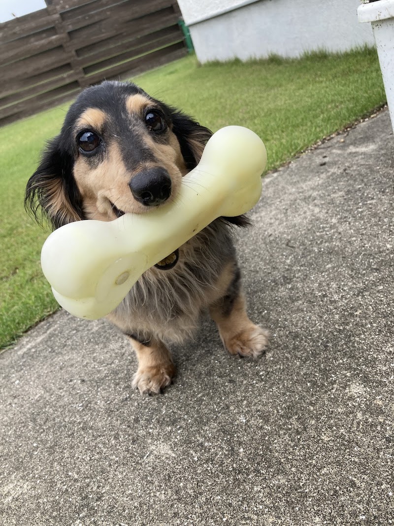 ペットケアサービスいちじん