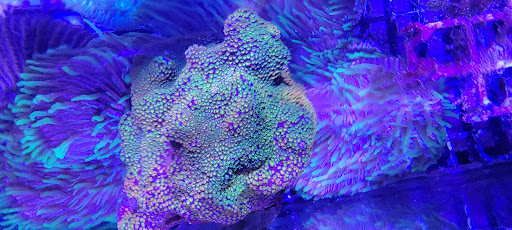 Nemo-Aquaristik - Thumbnail
