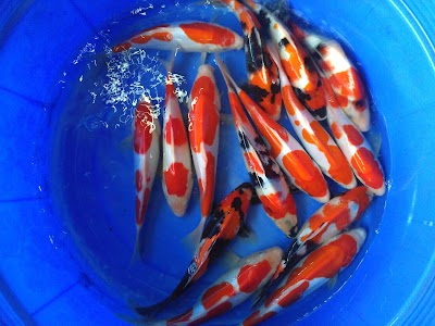 Photos of Batu Koi Center Sidomulyo