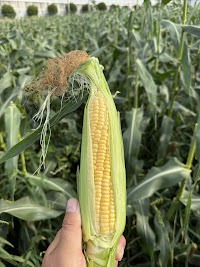 【柳ヤ】野菜自販機・直売所