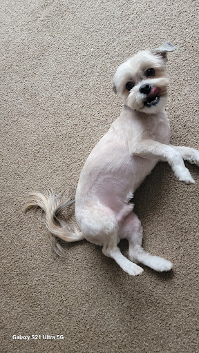 Buddy and Go-Go's Grooming and Bakery, LLC Gallery - United States