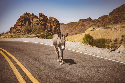Oatman parking - Thumbnail
