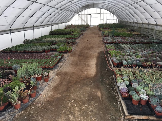 Rancho Vista Nursery