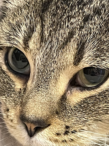 Altitude Veterinary Hospital - Thumbnail