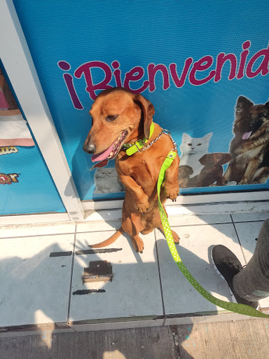 Veterinaria Bengy - Thumbnail