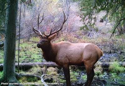 Clearwater Montana Properties, Anaconda