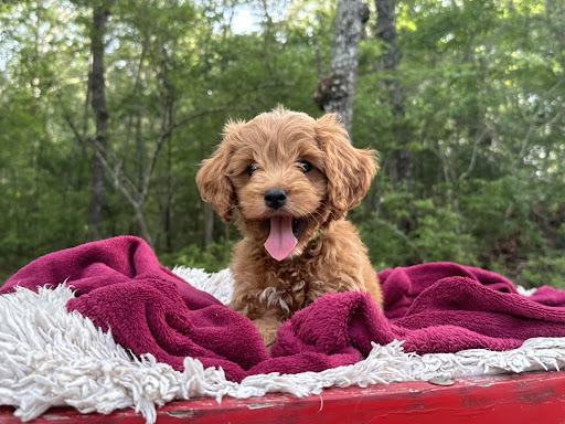 iCute Puppies