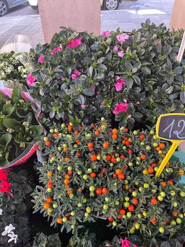 https://fleurs-sylvie-ajaccio.fr/