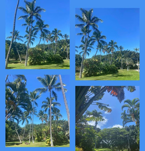 Kokua Academy - Thumbnail