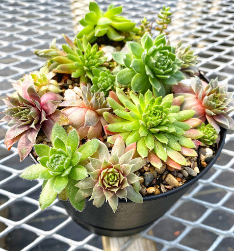 Hidden Hill Farm Greenhouse & Campground - Thumbnail