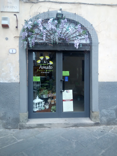 La Bottega di Amato Fiori e Piante
