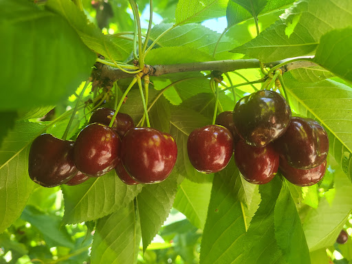 Lopez Farm - Visual