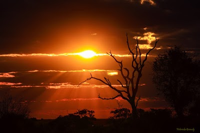 Photos of Nogatsaa Tchinga (Chobe NP)
