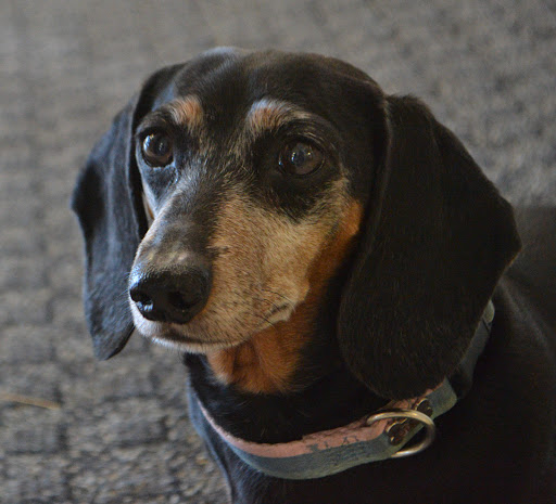 All Pets Animal Hospital LLC