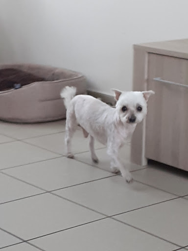 L'élégance Canine - Thumbnail