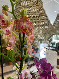 Photo n°18 de Calathéa Fleurs et Décorations à Robion (Livraison de fleurs)