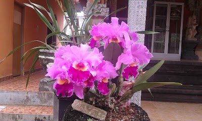 Photos of Island Organics Bali
