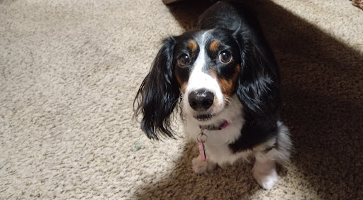 Wags 'N Whiskers Comprehensive Pet Care - Thumbnail