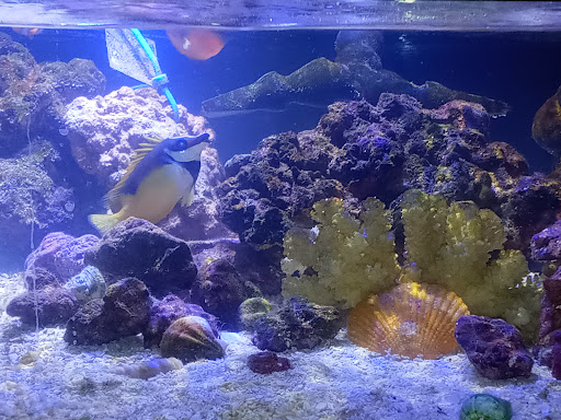 Smayda Aquatics - Thumbnail
