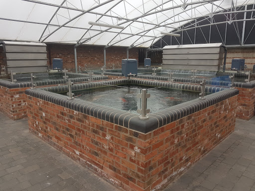 Absolute Koi Ltd Gallery - United Kingdom