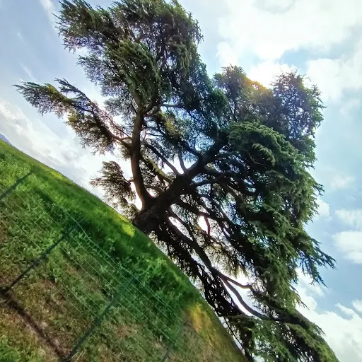 Cedro del Libano - La Morra - Thumbnail