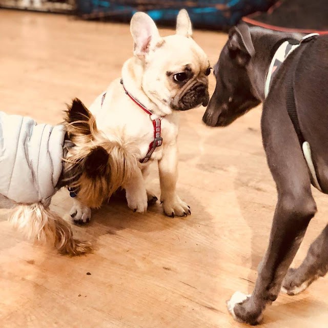 The Wag Club
