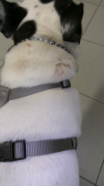 veterinary-care