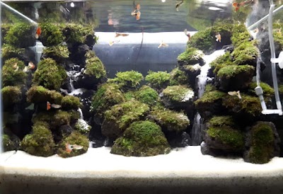 photo of Biru Aquarium