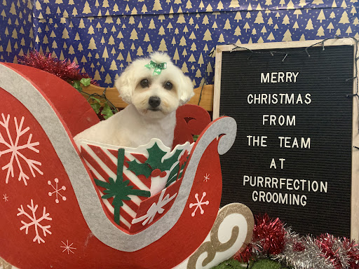 Purrrfection Grooming and Dog Daycare