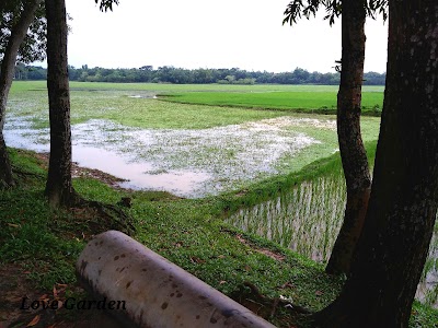 Photos of Love Garden