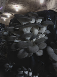 Photo n°9 de sarl vb - La Carrière à Pargnan (Magasin bio)