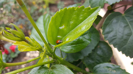 Organic Control, Inc - Thumbnail