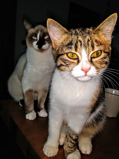Photos of CENTRO VETERINARIO SANTA LUCIA