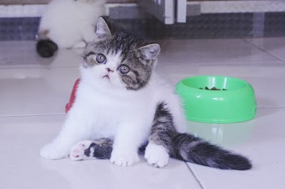 Photos of Arraya Cattery