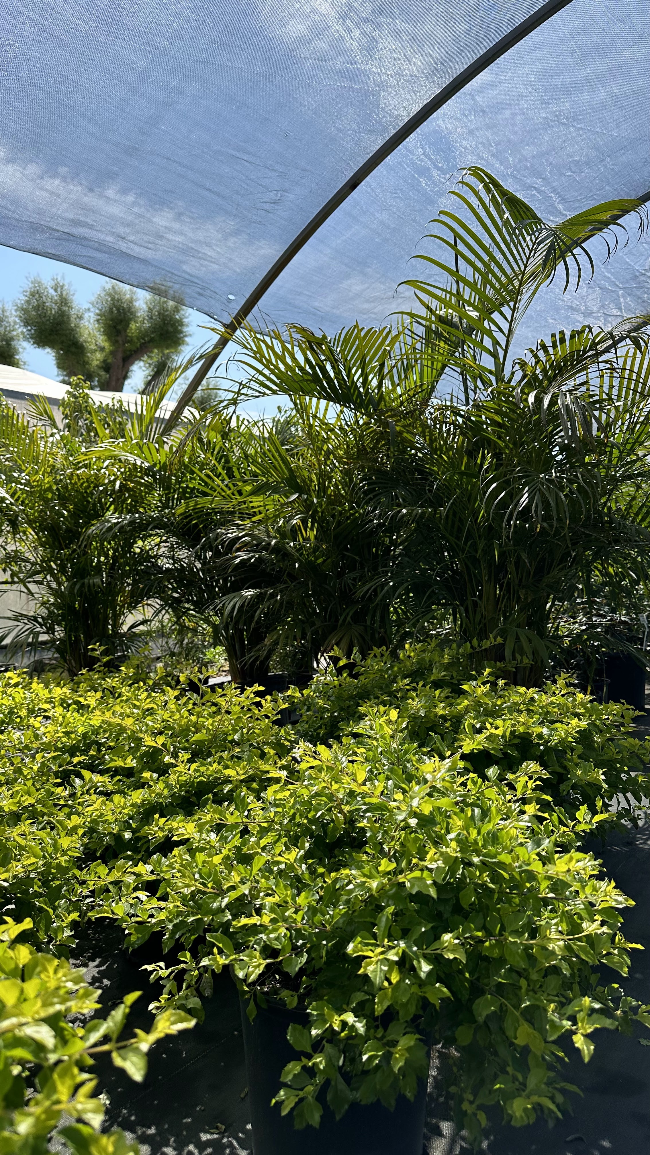 Naty's Garden Inc.