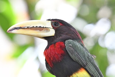 McNeil Avian Center