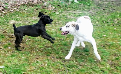 Animal Friends of Barbour County