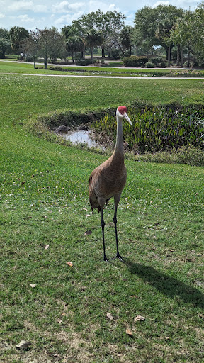 Okeeheelee Golf Course - Thumbnail