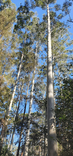 Sir Phillip Game Reserve South - Thumbnail