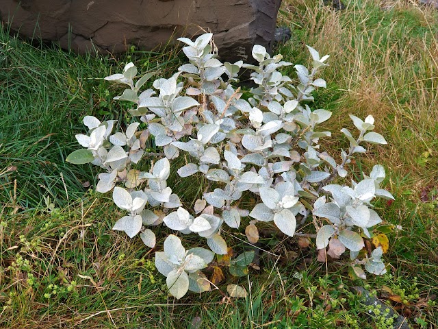 Svínafellsjökull Glacier