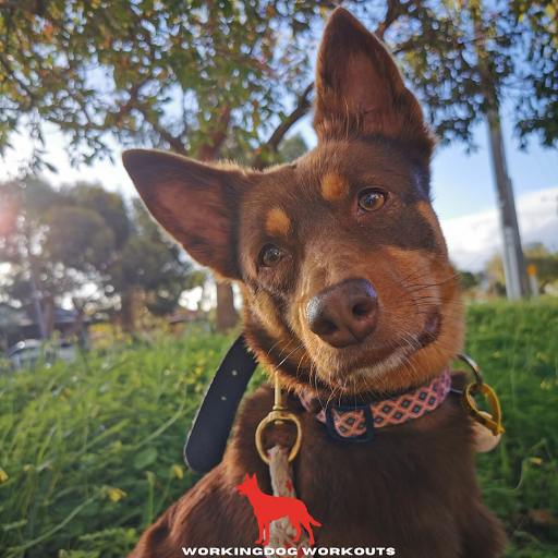 Workingdog Workouts - Thumbnail