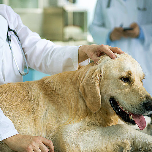 Affordable Animal Hospital: Santa Ana