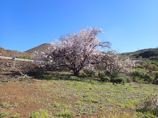 Ruta De Los Almendros - Thumbnail