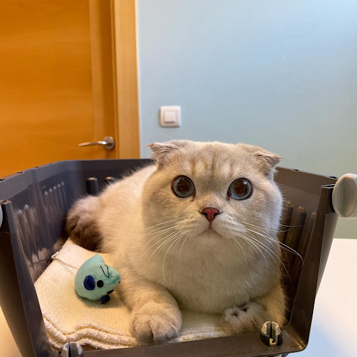 Centro Veterinario Siete Vidas