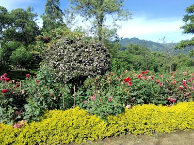 Photos of Delmar Estate TEA Factory