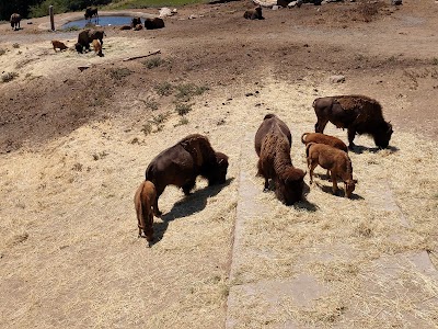 California Trail at the Oakland Zoo