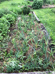 Photo n°3 de L'Horte de Fa à Val-du-Faby (Ferme bio)