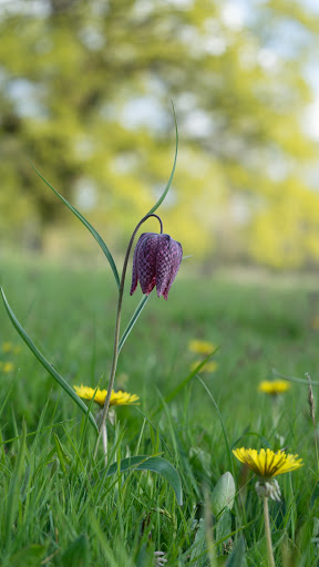 Mendlesham Woods - Thumbnail