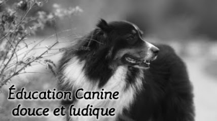 Académie Des Chiens de Paris